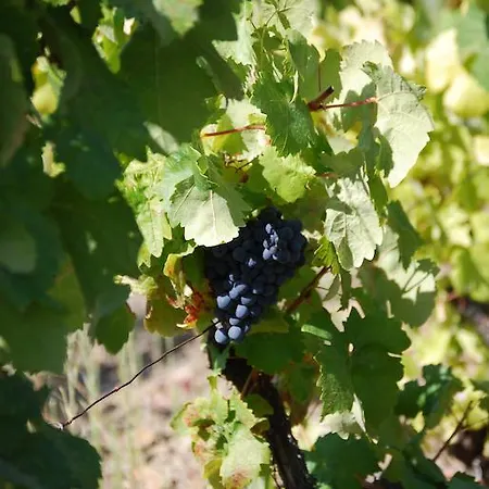 Quinta Da Padrela Winery House Willa Tabuaço