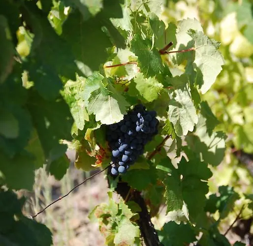 Quinta Da Padrela Winery House Вилла Табуасу